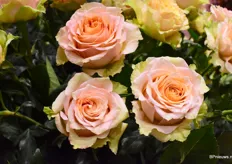 De Caramel Macchiato van NIRP. Geliefd voor zijn speciale kleur, mooie bloem vorm en past bij ieder boeket. Afgelopen Proflora won het soort de prijs voor Best Variety in de categorie voor de veredelaars.
